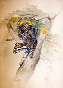 Ocelot, 1851-52